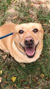adoptable Dog in jackson, MS named Tannie