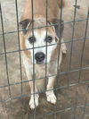 adoptable Dog in , MS named Mae Mae