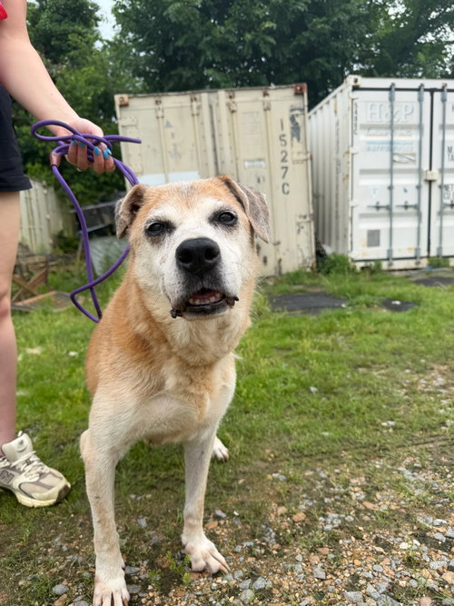 MAE MAE - Shepherd for adoption in Jackson