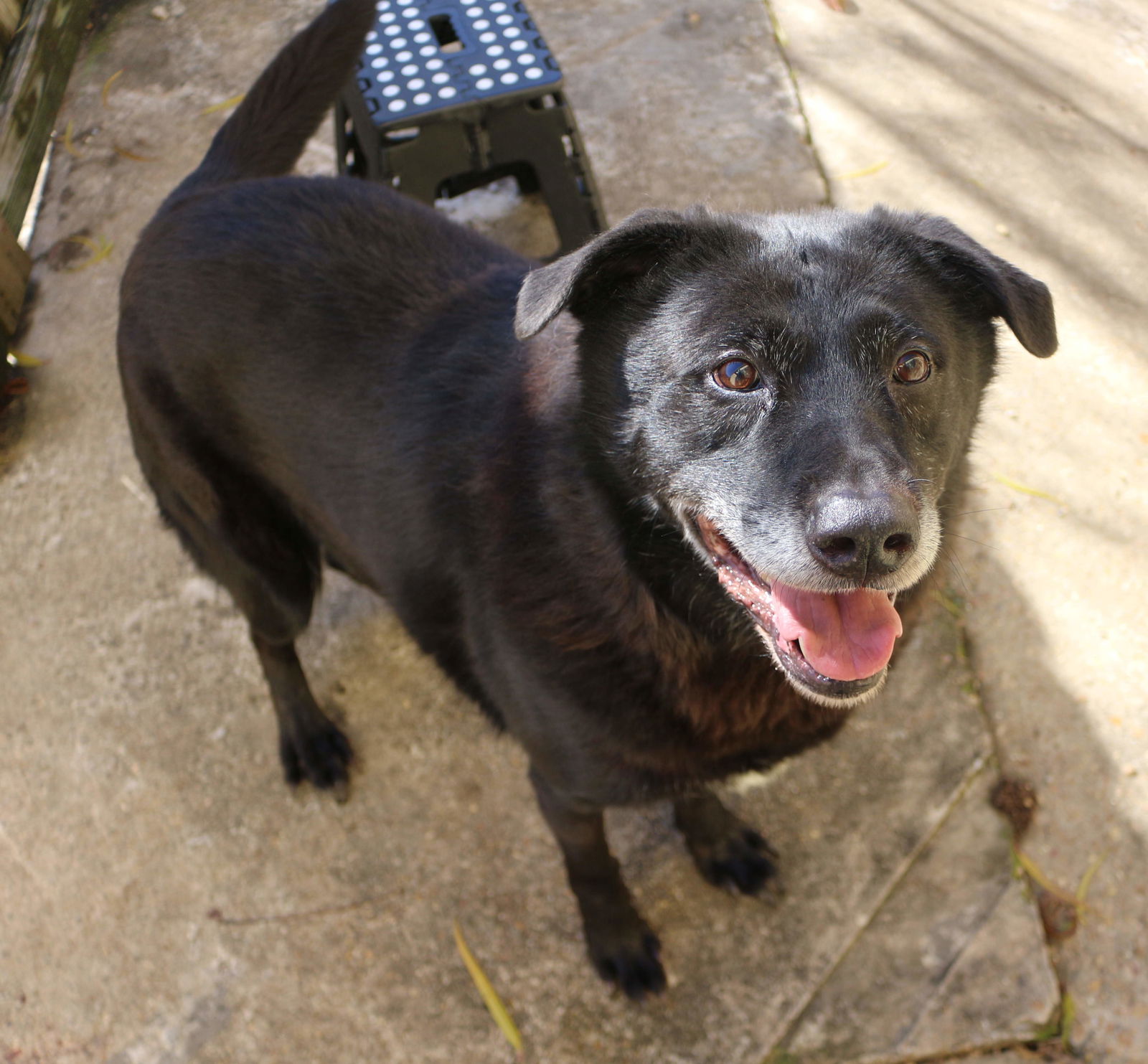 adoptable Dog in Jackson, MS named Bono