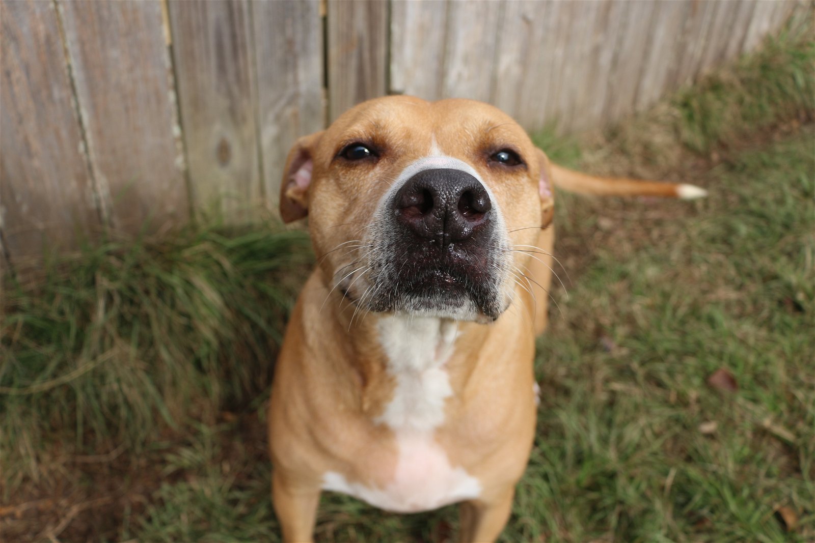 adoptable Dog in Jackson, MS named Cash