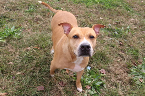 CASH - American Staffordshire Terrier / American Pit Bull Terrier available for adoption