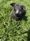 Daffy - Photo 1