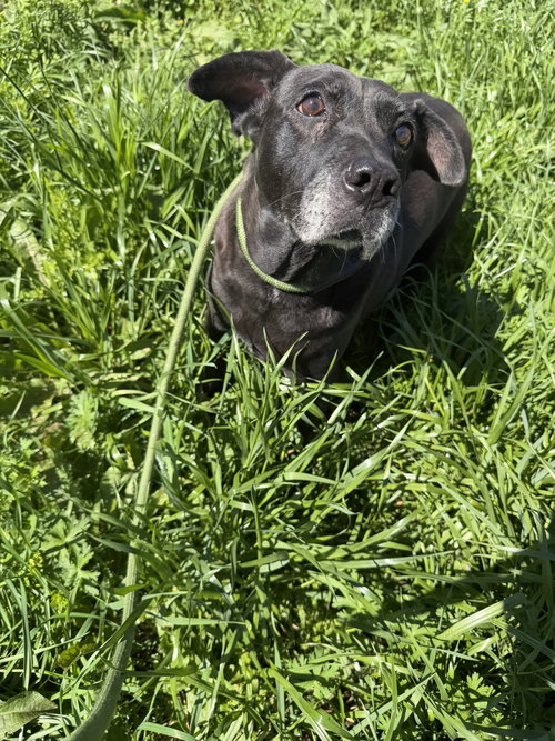 Daffy, an adoptable Labrador Retriever in Jackson, MS