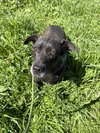 Daffy - Photo 2