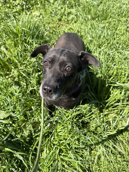DAFFY - Labrador Retriever available for adoption