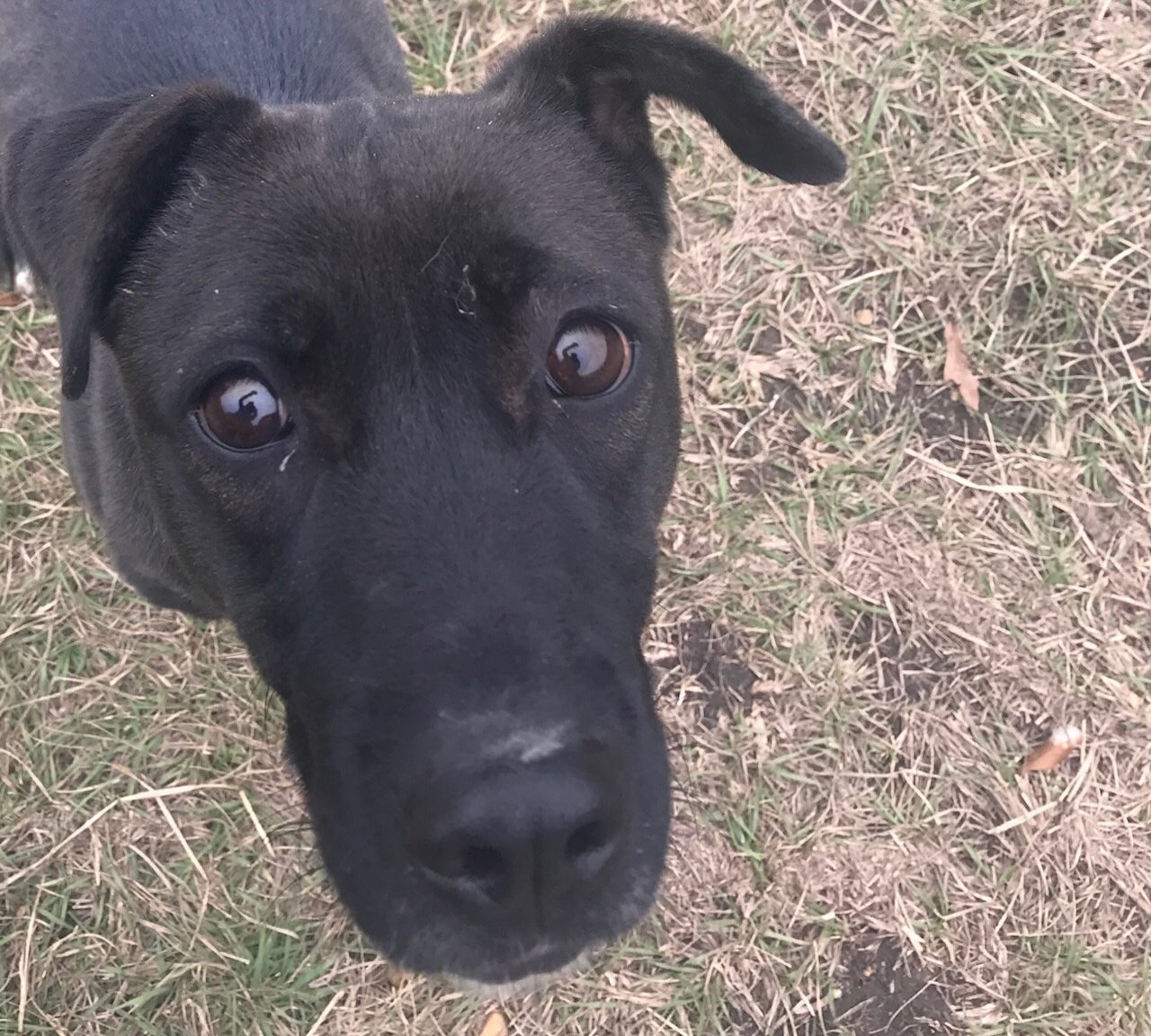 adoptable Dog in Jackson, MS named Daffy