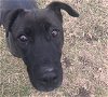 adoptable Dog in jackson, MS named Daffy