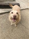 adoptable Dog in  named Hope