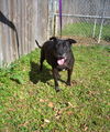 adoptable Dog in  named Harry Potter