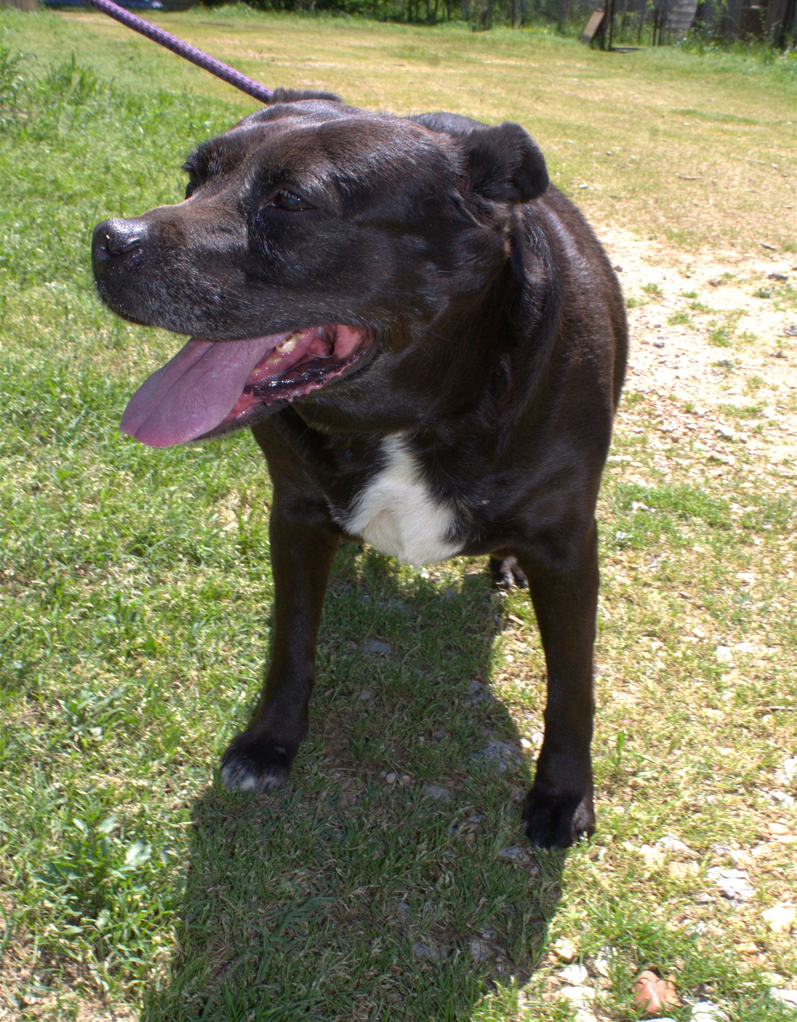 adoptable Dog in Jackson, MS named Jasmine