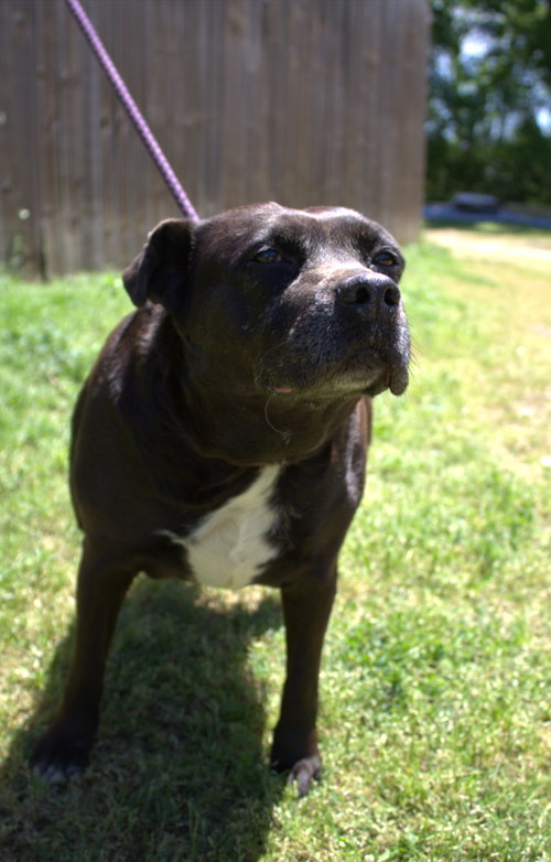 Jasmine, photo 5