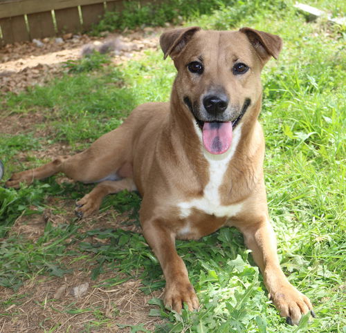 picture of the dog needing adoption