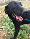 adoptable Dog in , MS named Tito