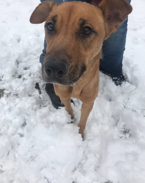 VANESSA - Shepherd available for adoption