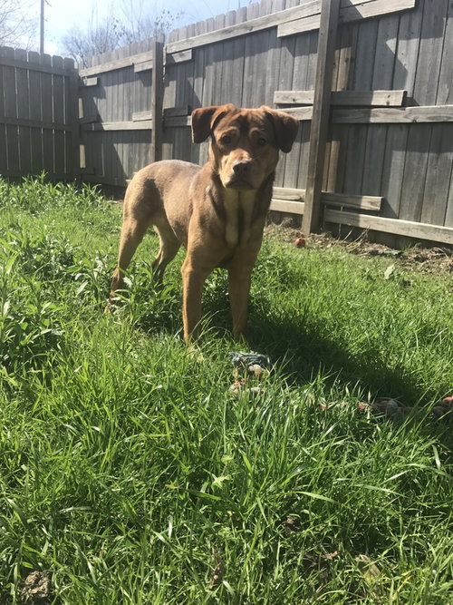 BUTCH CASSIDY - Labrador Retriever available for adoption
