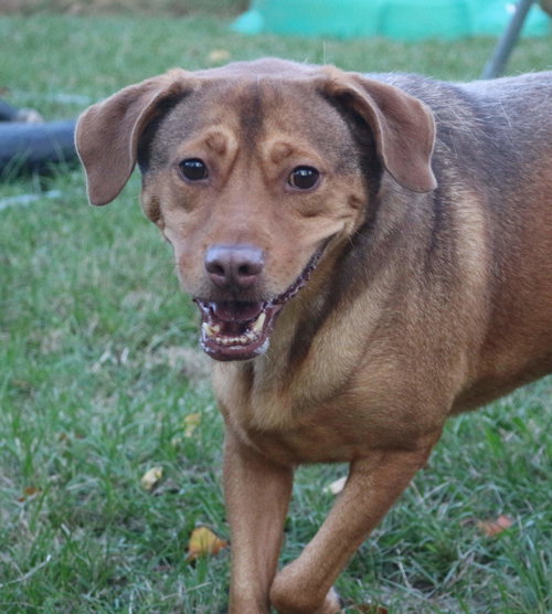 BUTCH CASSIDY - Labrador Retriever available for adoption