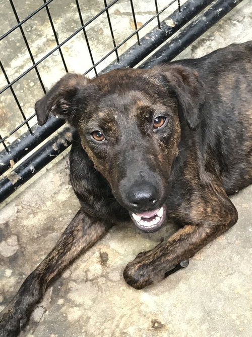 ASHTON - Labrador Retriever available for adoption