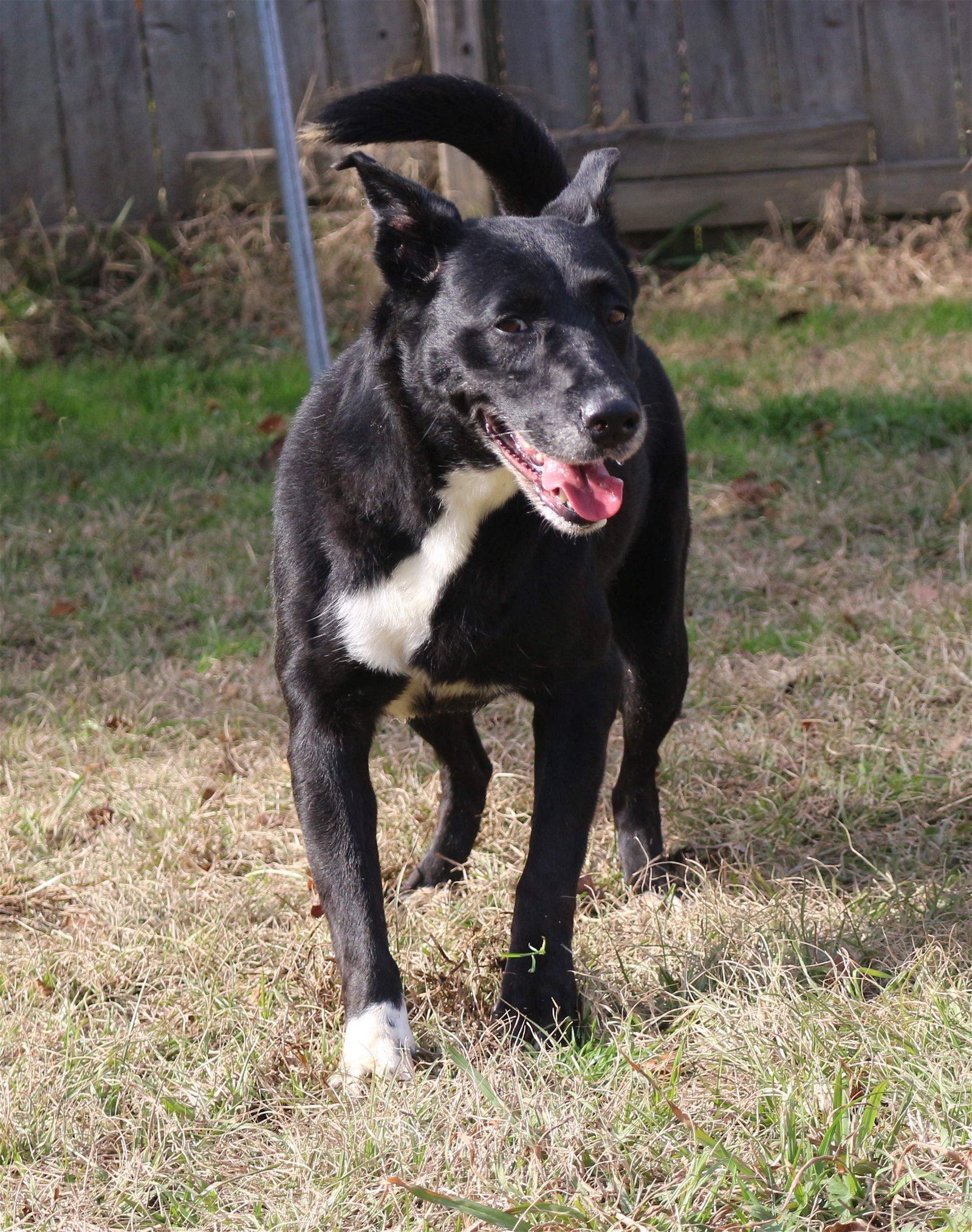 adoptable Dog in Jackson, MS named Shelly