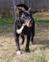 adoptable Dog in jackson, MS named Shelly