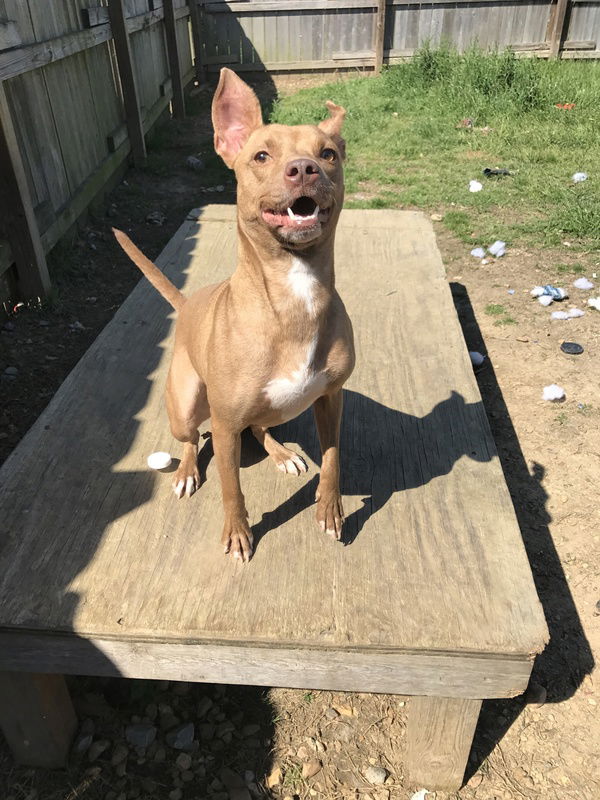 adoptable Dog in Jackson, MS named Beth