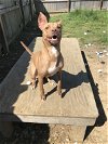 adoptable Dog in jackson, MS named Beth