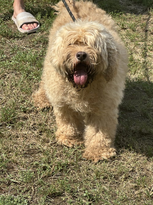 SHAQ - Cocker Spaniel / Poodle (unknown type) available for adoption