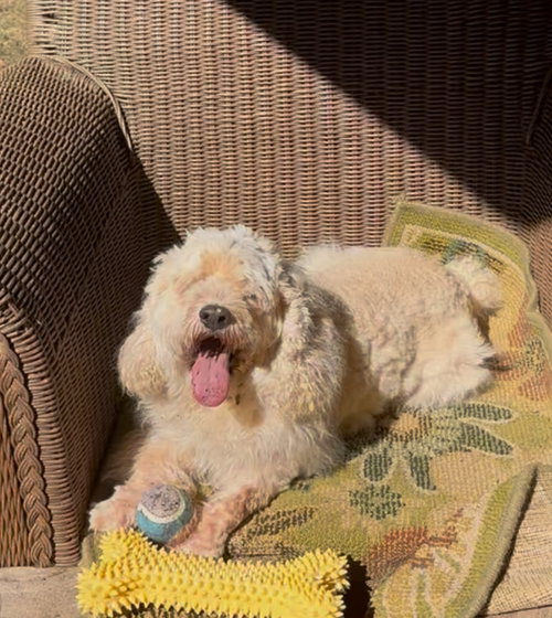 SHAQ - Cocker Spaniel / Poodle (unknown type) available for adoption