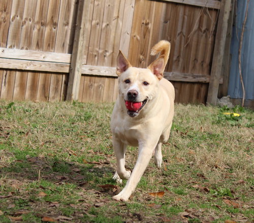 MAX - Labrador Retriever / German Shepherd Dog available for adoption