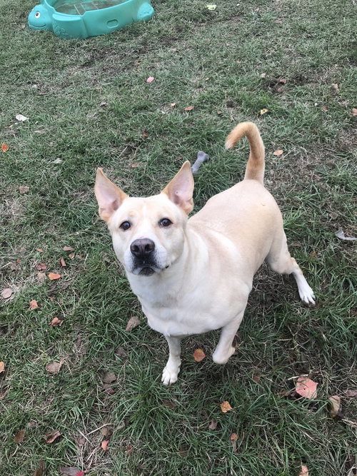 MAX - Labrador Retriever / German Shepherd Dog available for adoption