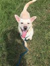 adoptable Dog in jackson, MS named Apollo