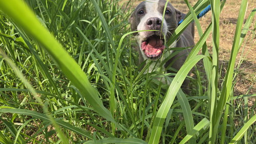 MONTY - American Pit Bull Terrier available for adoption