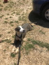 Monty - Photo 5