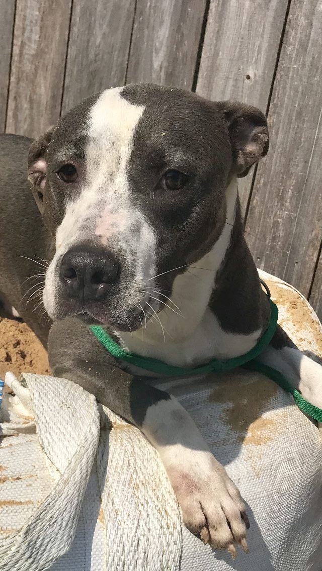 adoptable Dog in Jackson, MS named Monty