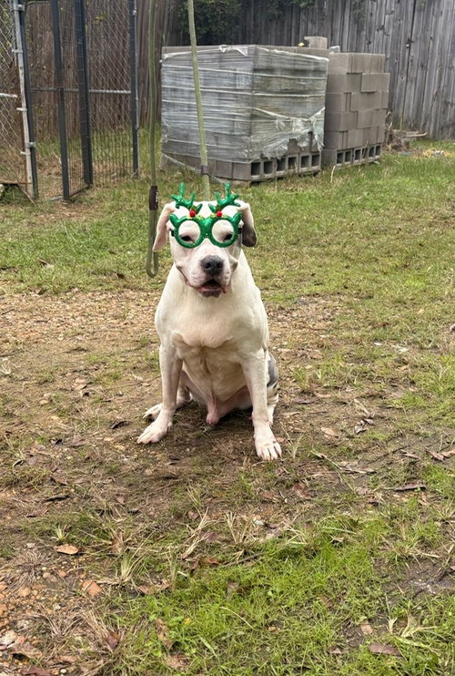 WEST - American Bulldog available for adoption