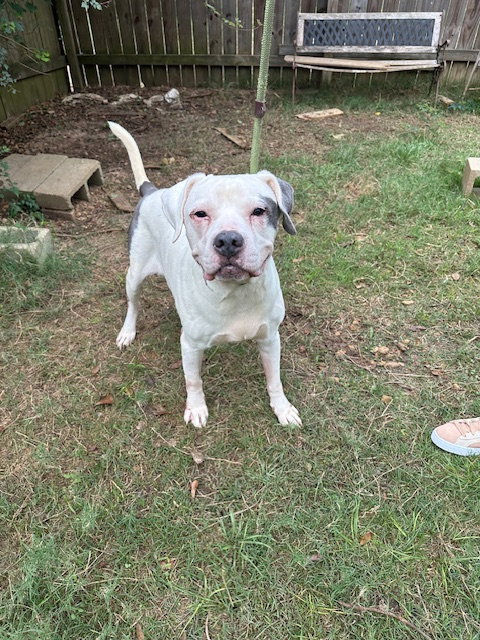 WEST - American Bulldog available for adoption