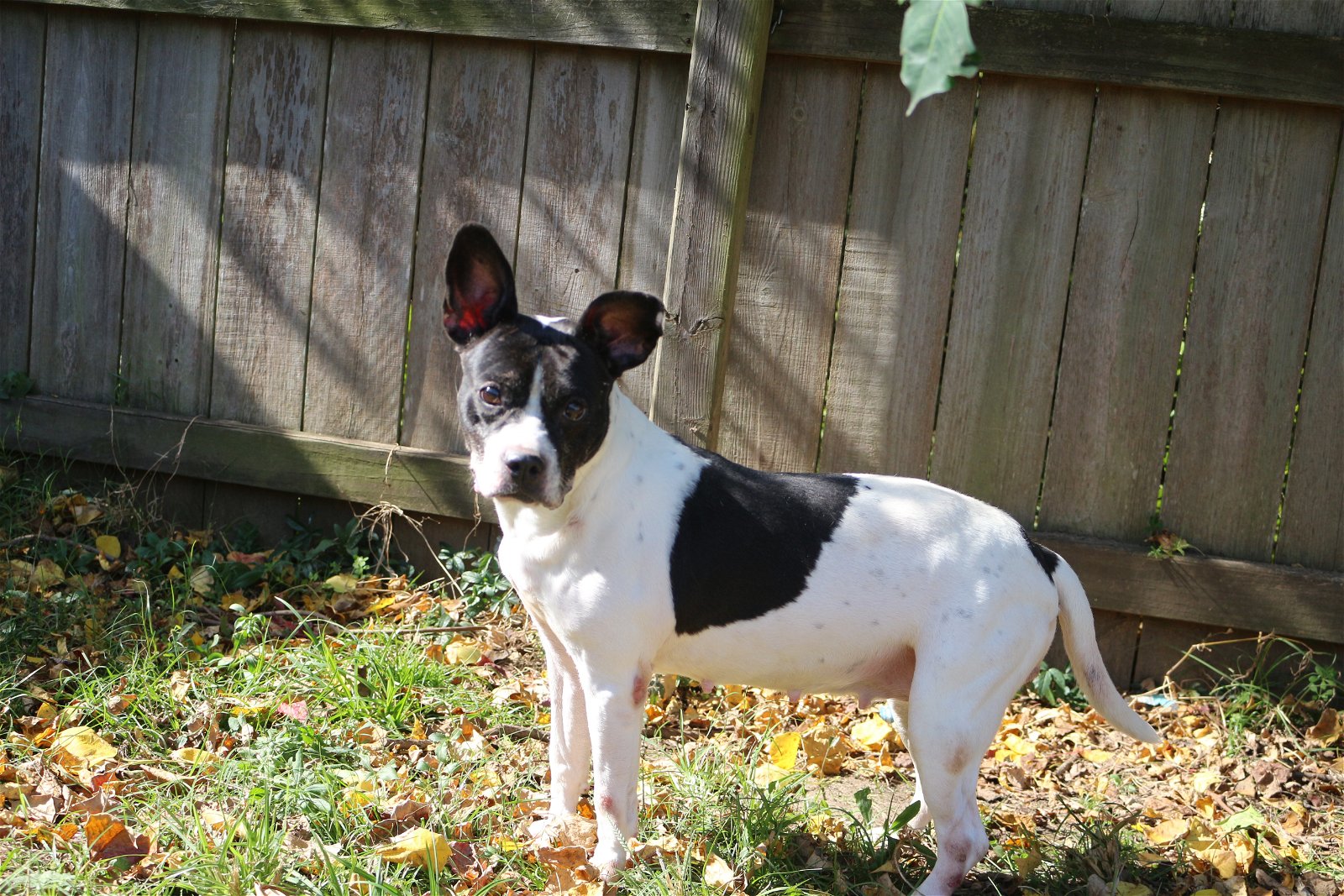 adoptable Dog in Jackson, MS named Alexa