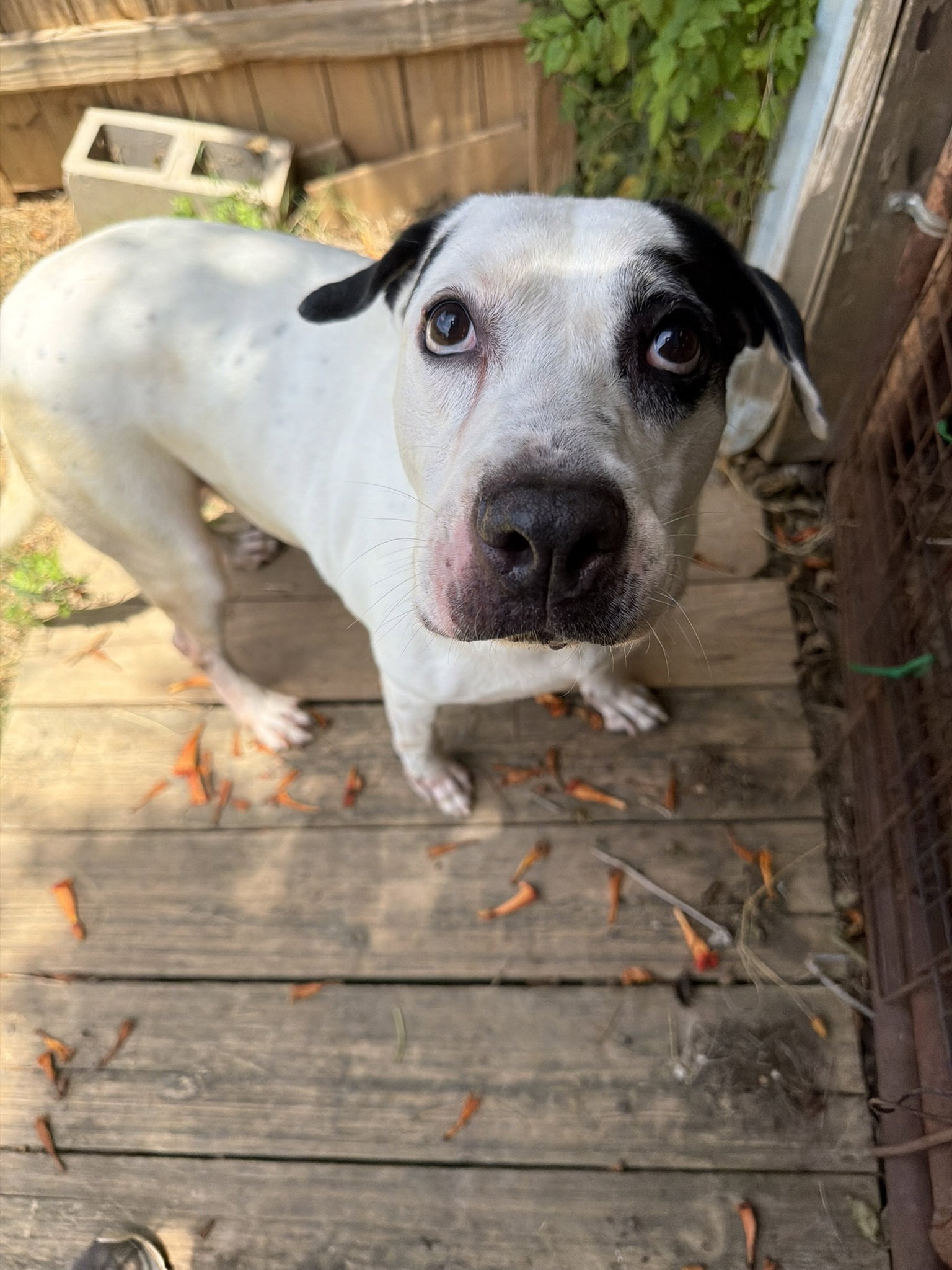 Archie