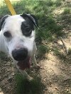 adoptable Dog in  named Archie