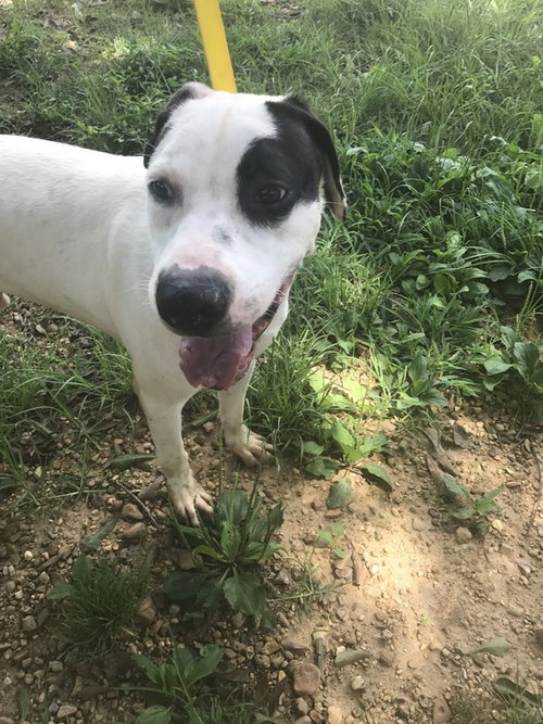 ARCHIE - American Bulldog available for adoption