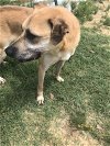 adoptable Dog in jackson, MS named Rain Man