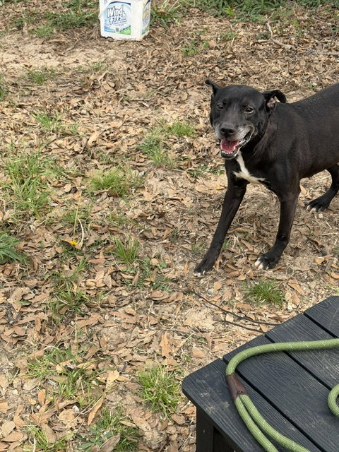 RHODA - Labrador Retriever available for adoption