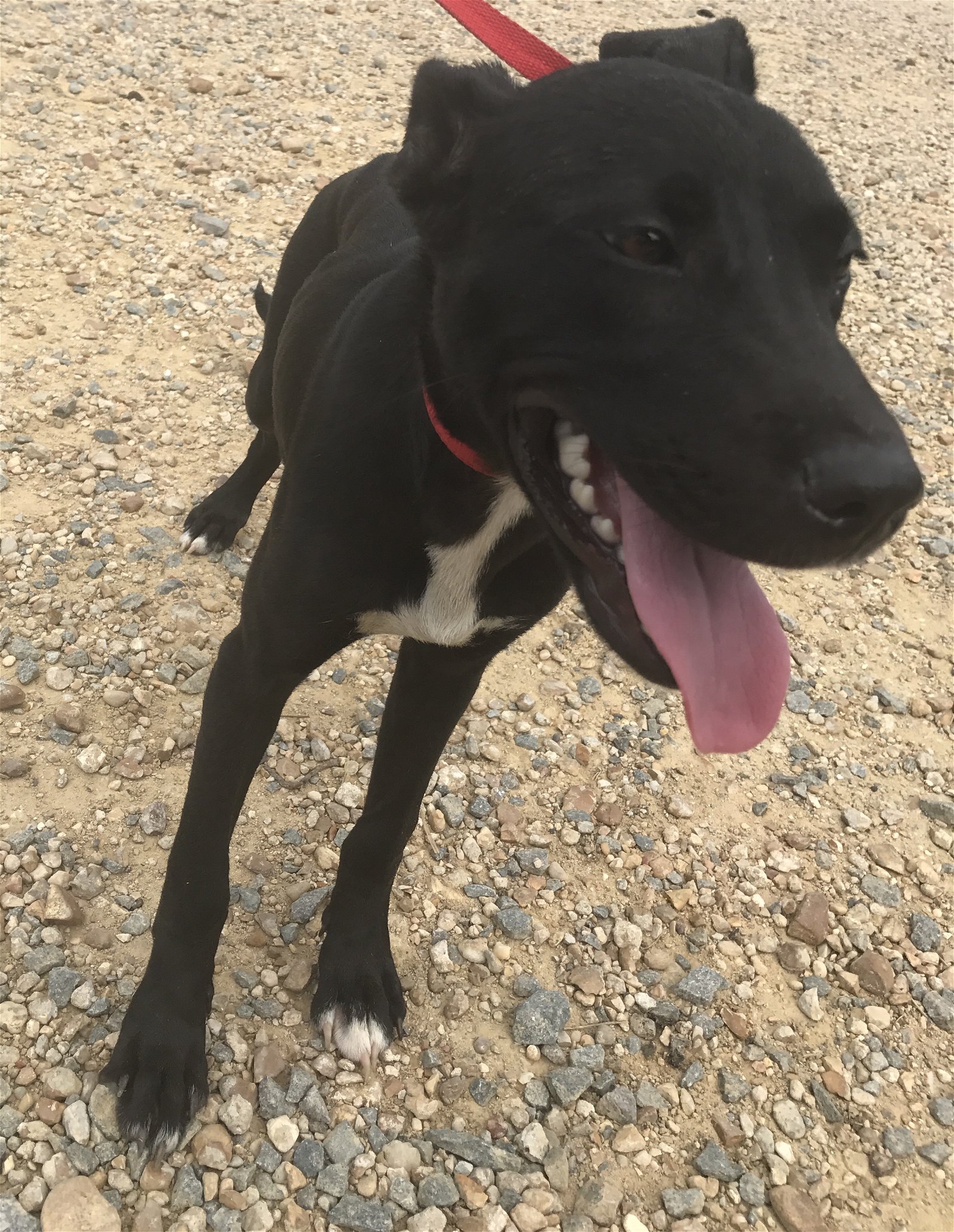 adoptable Dog in Jackson, MS named Rhoda