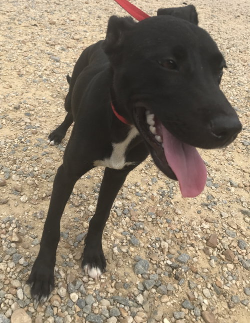 RHODA - Labrador Retriever available for adoption