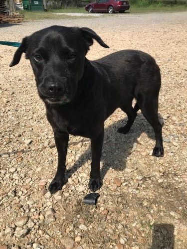 adoptable Dog in Jackson, MS named Bashful