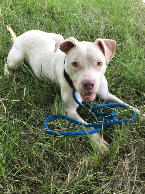 adoptable Dog in Jackson, MS named Corona