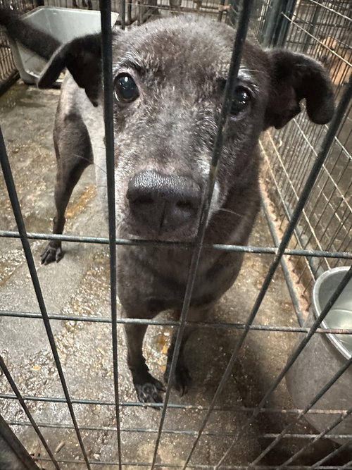 BLADE - Shepherd / Labrador Retriever available for adoption