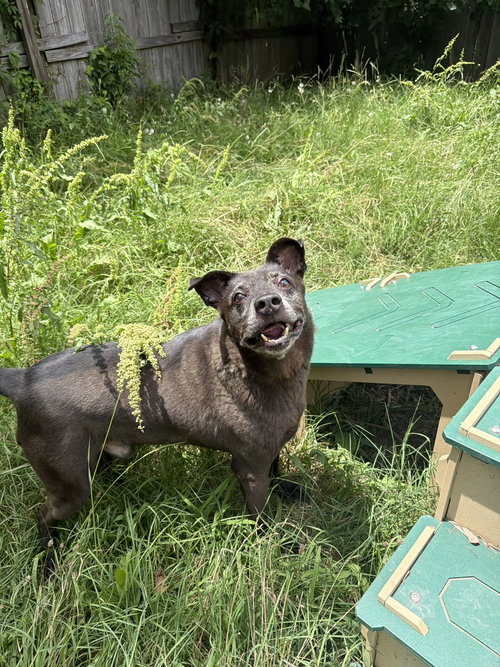 BLADE - Shepherd / Labrador Retriever available for adoption