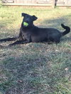 Blade - Photo 4