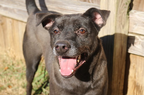 BLADE - Shepherd / Labrador Retriever available for adoption